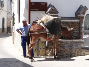 Pack donkey quenching his thirst