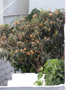 Giant ripe sweet loquats